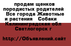 продам щенков породистых родителей - Все города Животные и растения » Собаки   . Калининградская обл.,Светлогорск г.